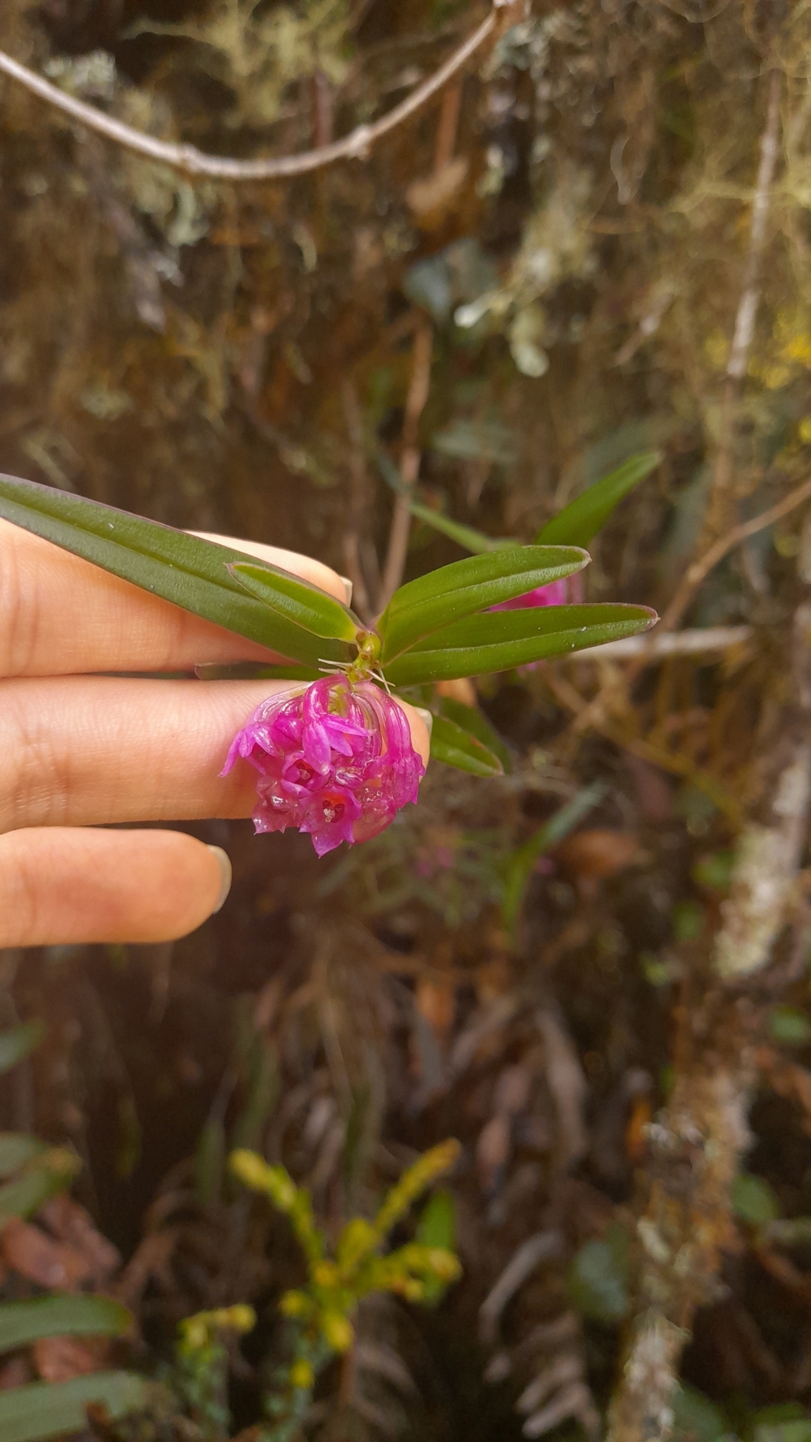 Epidendrum mesogastropodium Hágsater & Dodson