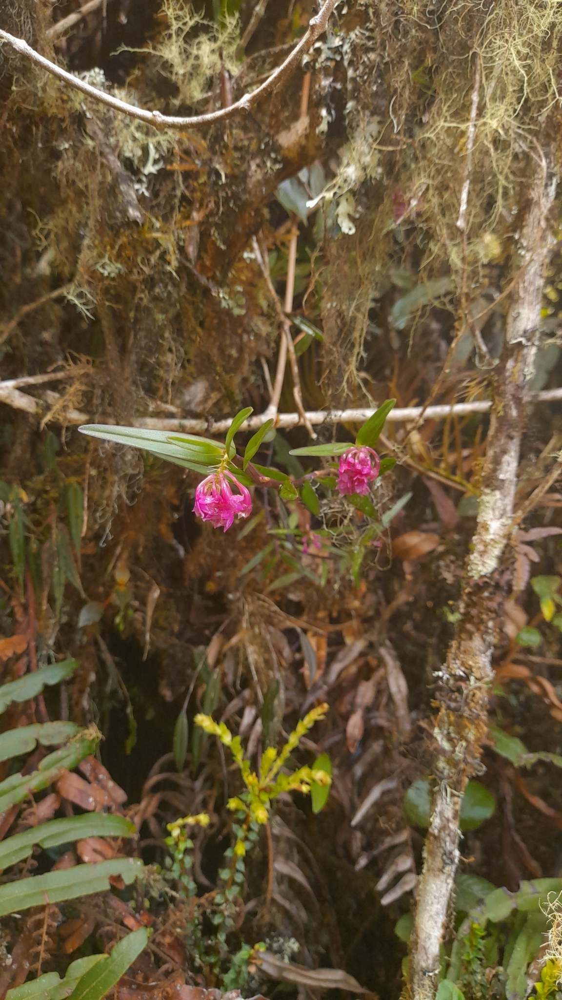 Epidendrum mesogastropodium Hágsater & Dodson 2
