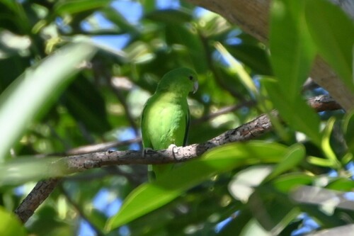 Mexican Parrotlet (Forpus cyanopygius), photo 9