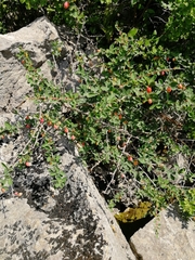 Berberis sibirica