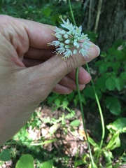Allium cernuum