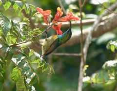Moreau's Sunbird photo 2