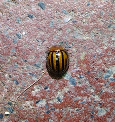 Plagiodera septemvittata