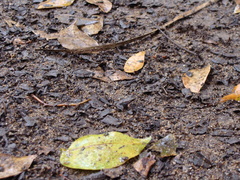 Leptodactylus albilabris