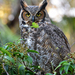 Eastern Great Horned Owl - Photo (c) Edward Perry IV, some rights reserved (CC BY-NC), uploaded by Edward Perry IV