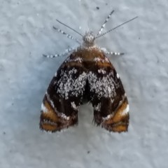 Prochoreutis inflatella