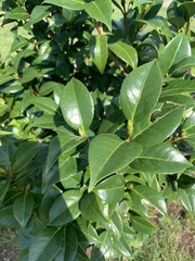 Camellia japonica