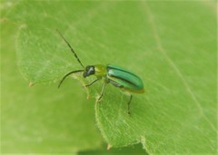 Diabrotica longicornis