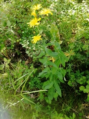 Hieracium robustum