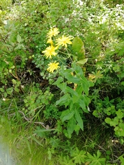 Hieracium robustum