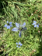 Nigella damascena