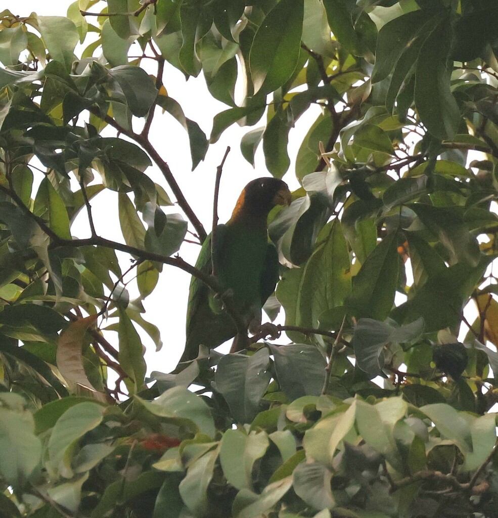 Caica Parrot