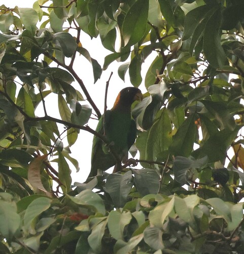 Caica Parrot