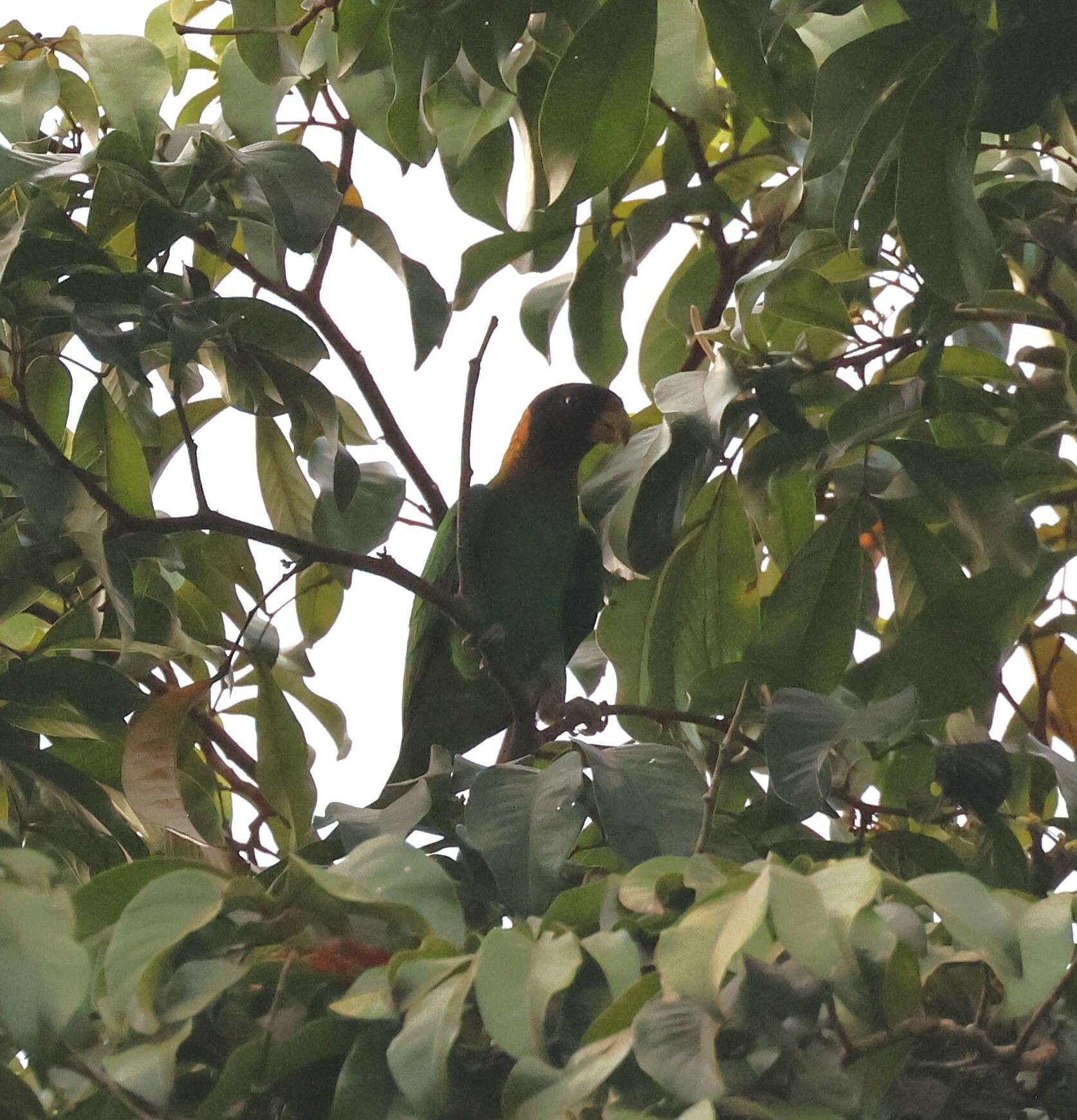 Caica Parrot (Pyrilia caica)