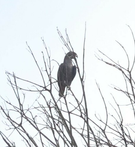 Dusky Parrot (Pionus fuscus)