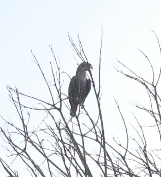 Dusky Parrot (Pionus fuscus)