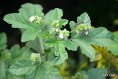 Fuertesimalva limensis