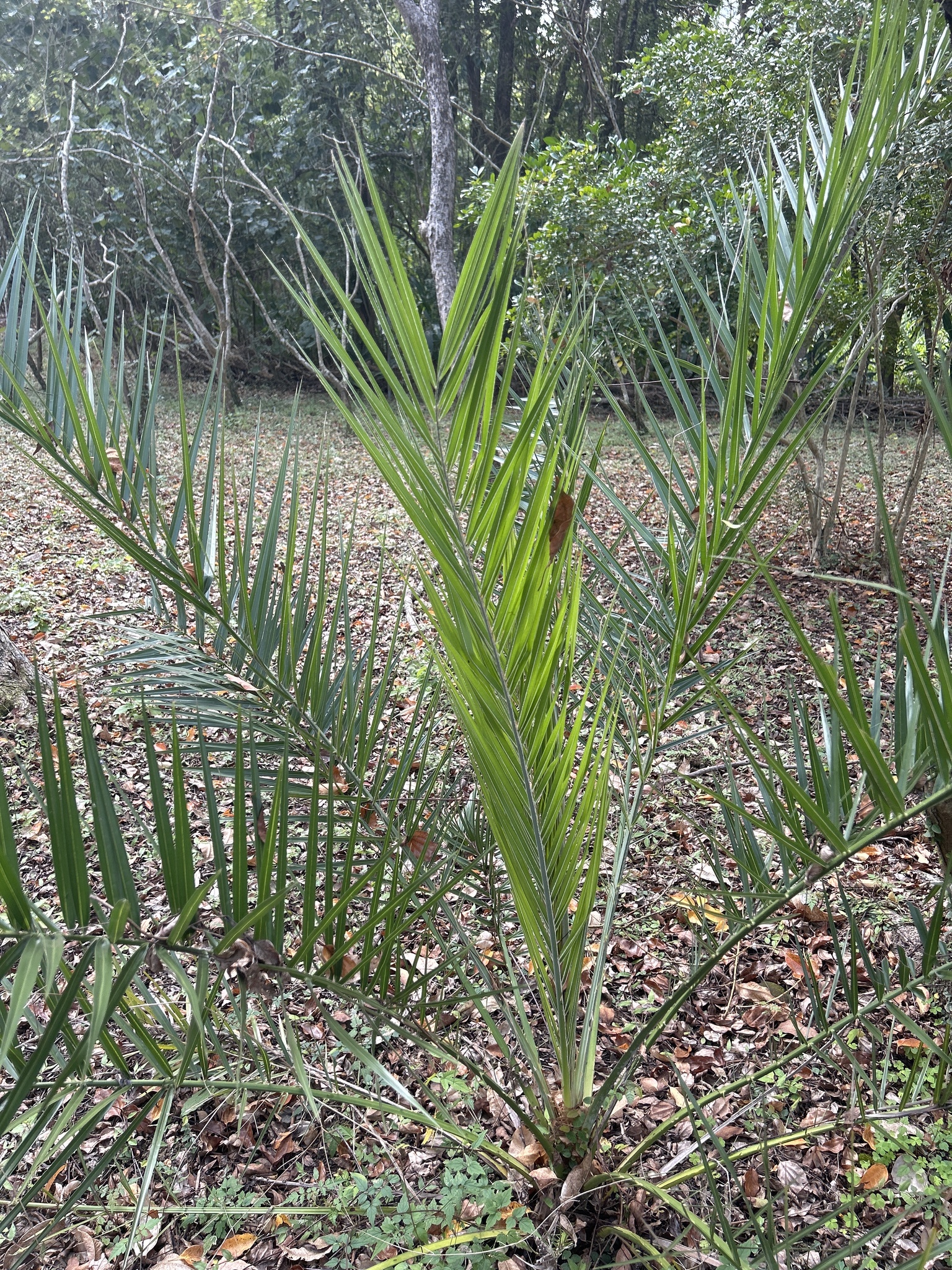 Imagem de Tamareira-anã