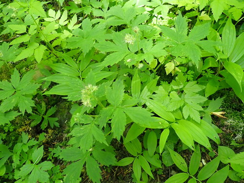 Pacific waterleaf (Hydrophyllum tenuipes)