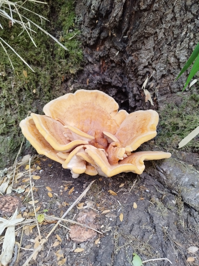 Bondarzewia guaitecasensis · February 2025 · photo: © sofiarojasss (iNaturalist, cc-by)