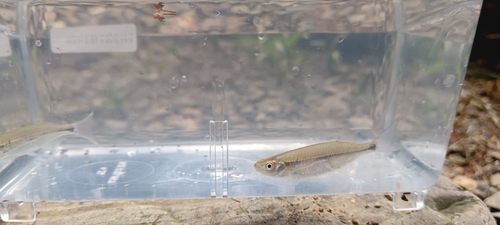 Nematabramis borneensis