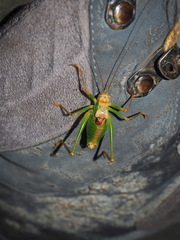 Metaplastes pulchripennis