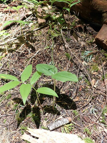 Northwestern twayblade (Neottia banksiana)