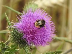 Bombus pratorum