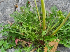 Taraxacum officinale