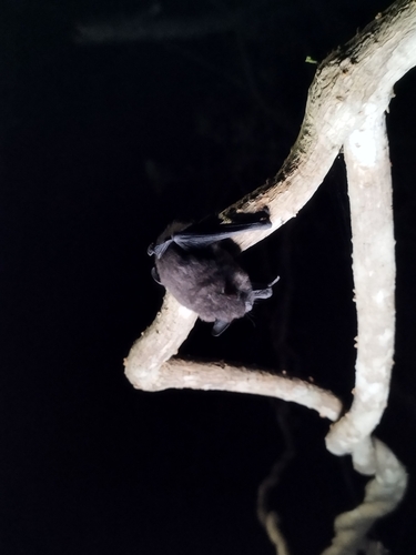 Chilean Myotis