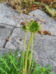Taraxacum officinale