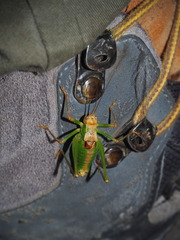 Metaplastes pulchripennis