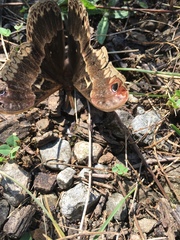 Callosamia promethea