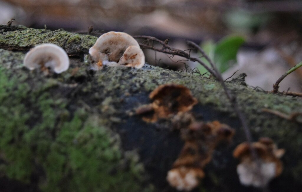 Gloeoporus dichrous · February 2025 · photo: © davidwhyte (iNaturalist, cc-by-sa)