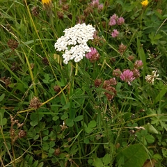 Achillea millefolium