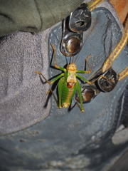 Metaplastes pulchripennis