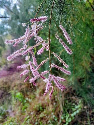 Image of Tamarix chinensis by no rights reserved