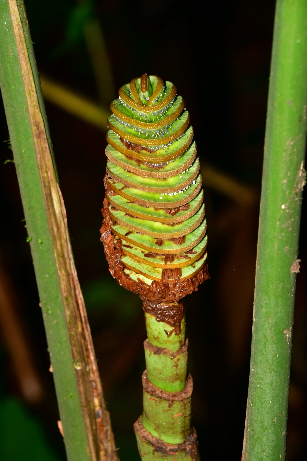 Imagem de Pacová