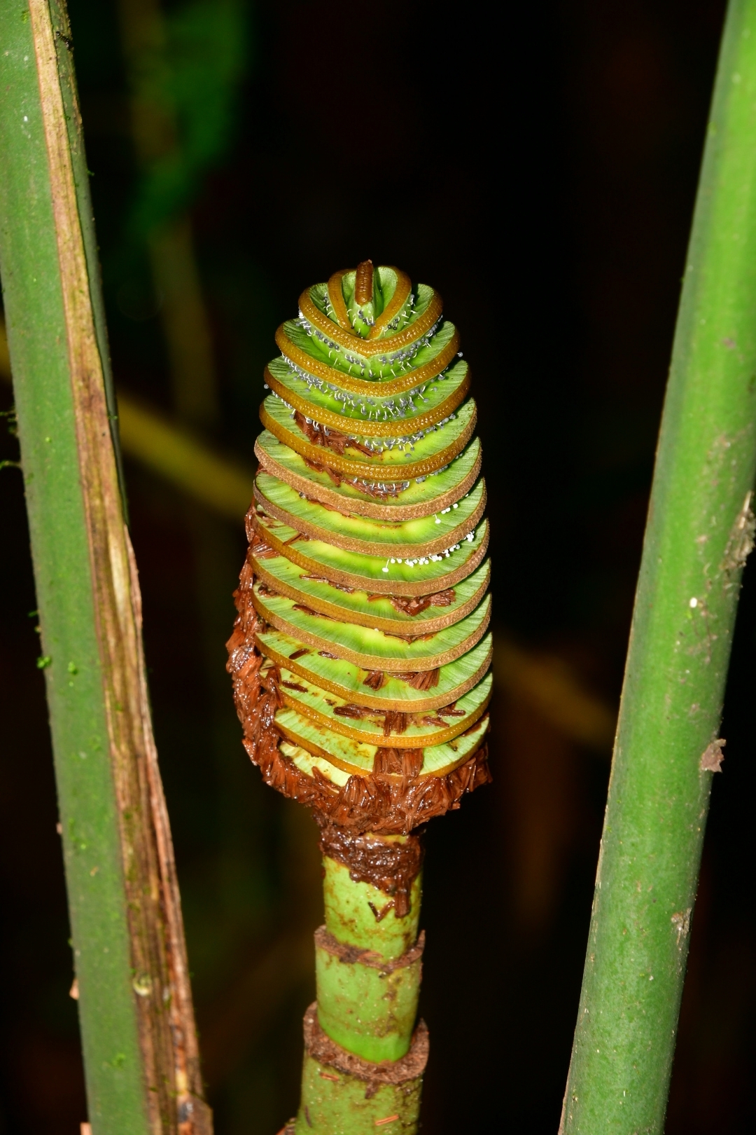 Imagem de Pacová