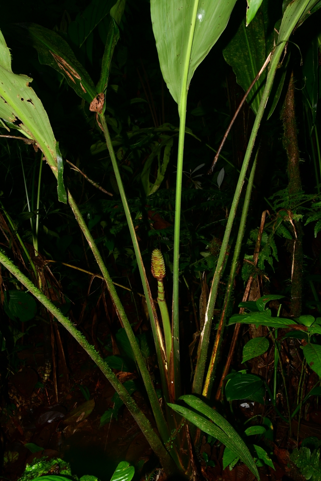 Imagem de Pacová