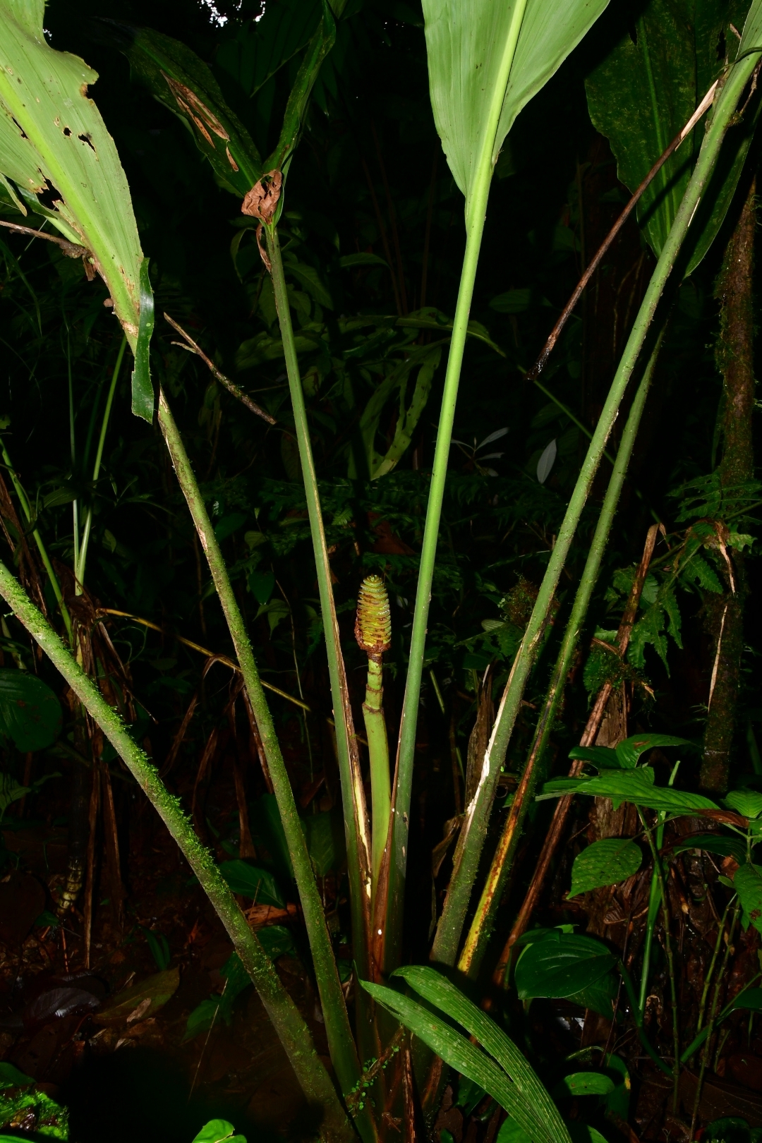 Imagem de Pacová