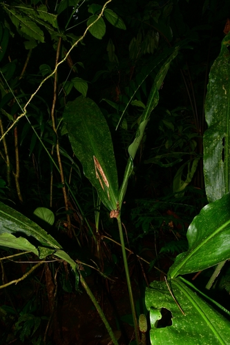 Foto de Pacová