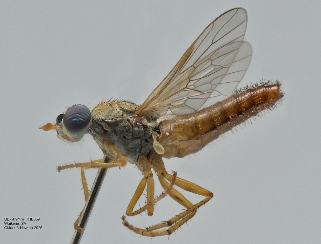 Parapsilocephala from Waikerie Lookout SA 5330, Australia on February 5 ...