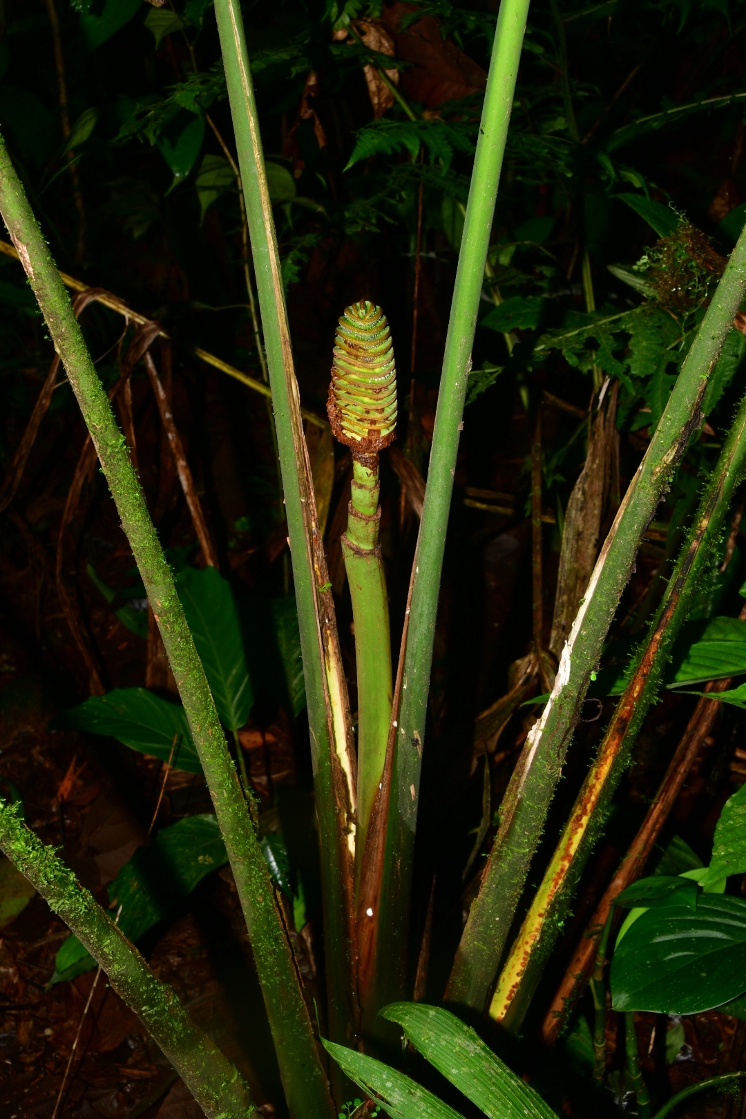 Imagem de Pacová