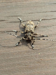 Aegomorphus clavipes