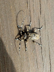 Aegomorphus clavipes