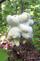 Exobasidium symploci