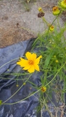 Thelesperma simplicifolium