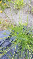 Thelesperma simplicifolium