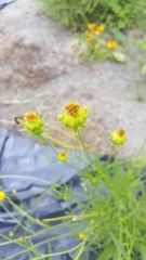 Thelesperma simplicifolium